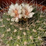 Gymnocalycium hossei weissianum P1300101.JPG